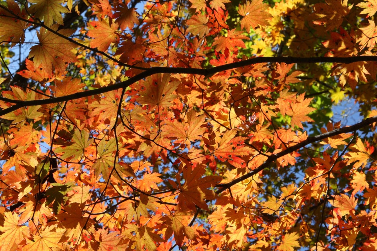 紅葉の季節とメンタルヘルス